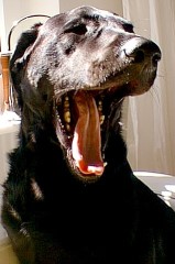 Bild eines Hundes
